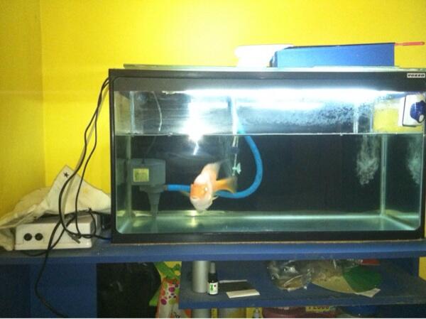 Jual akuarium vosso parrot fish lengkap mulus