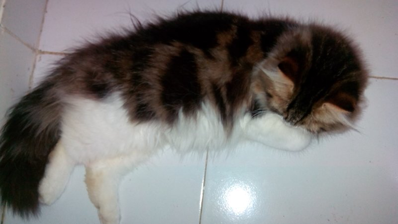 kitten persia 3 warna/torbie/belang tiga flatnose jantan, bekasi