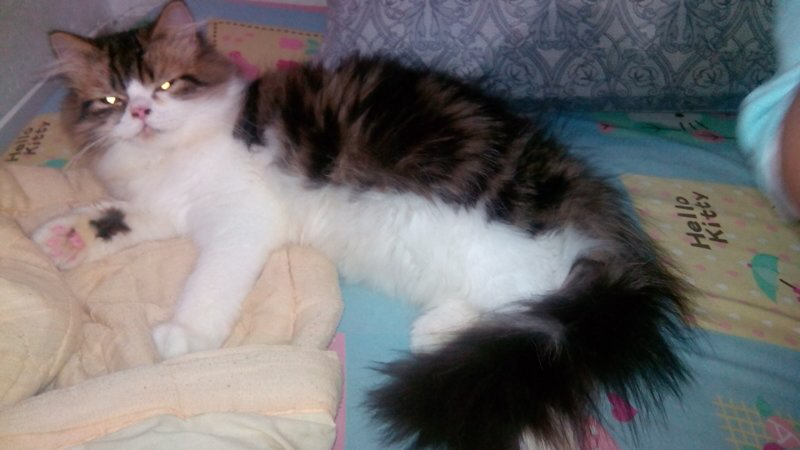 kitten persia 3 warna/torbie/belang tiga flatnose jantan, bekasi