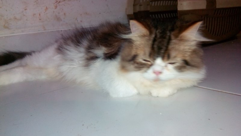 kitten persia 3 warna/torbie/belang tiga flatnose jantan, bekasi