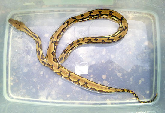 Retic Tiger Female