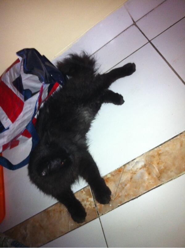 WTS Jual Kucing Persia Medium Jakarta