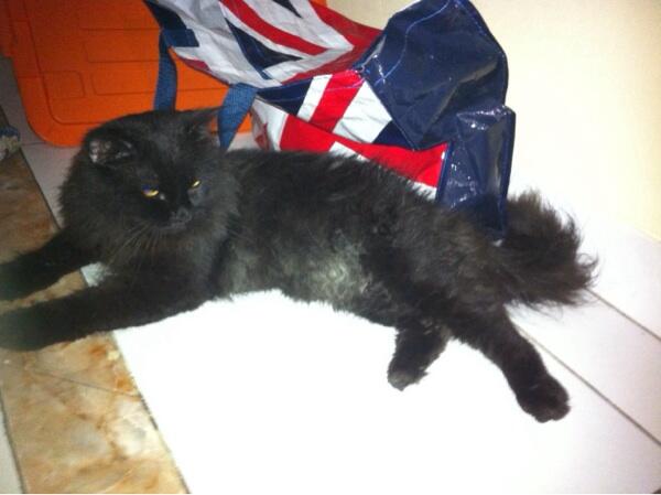 WTS Jual Kucing Persia Medium Jakarta