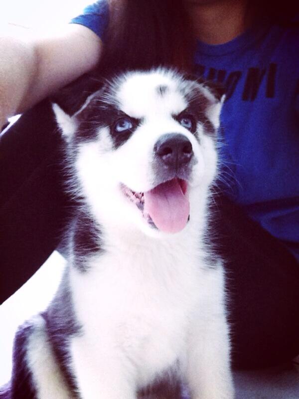 Jual puppies siberian husky (bloodline champion)