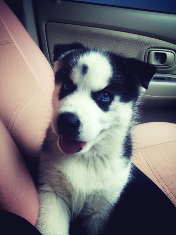 Jual puppies siberian husky (bloodline champion)