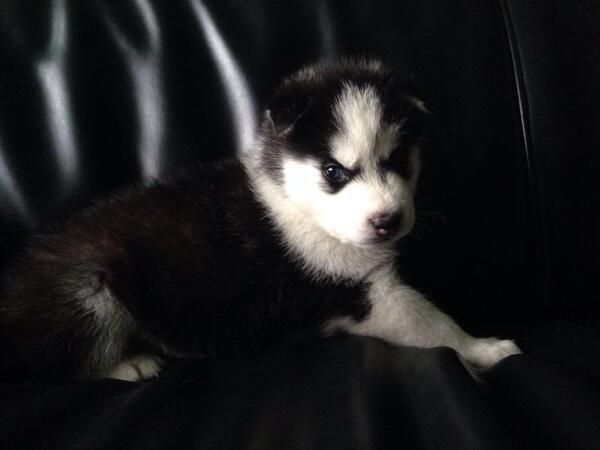 Jual puppies siberian husky (bloodline champion)