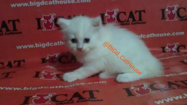 kucing persia white solid
