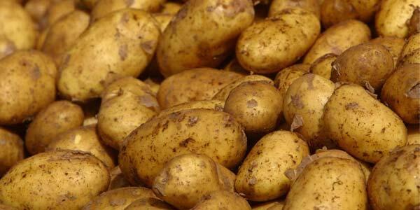 7 Makanan Sehat Dengan Harga Terjangkau