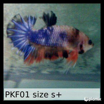 JUAL CUPANG PLAKAT DAN HALFMOON KOLEKSI SENDIRI