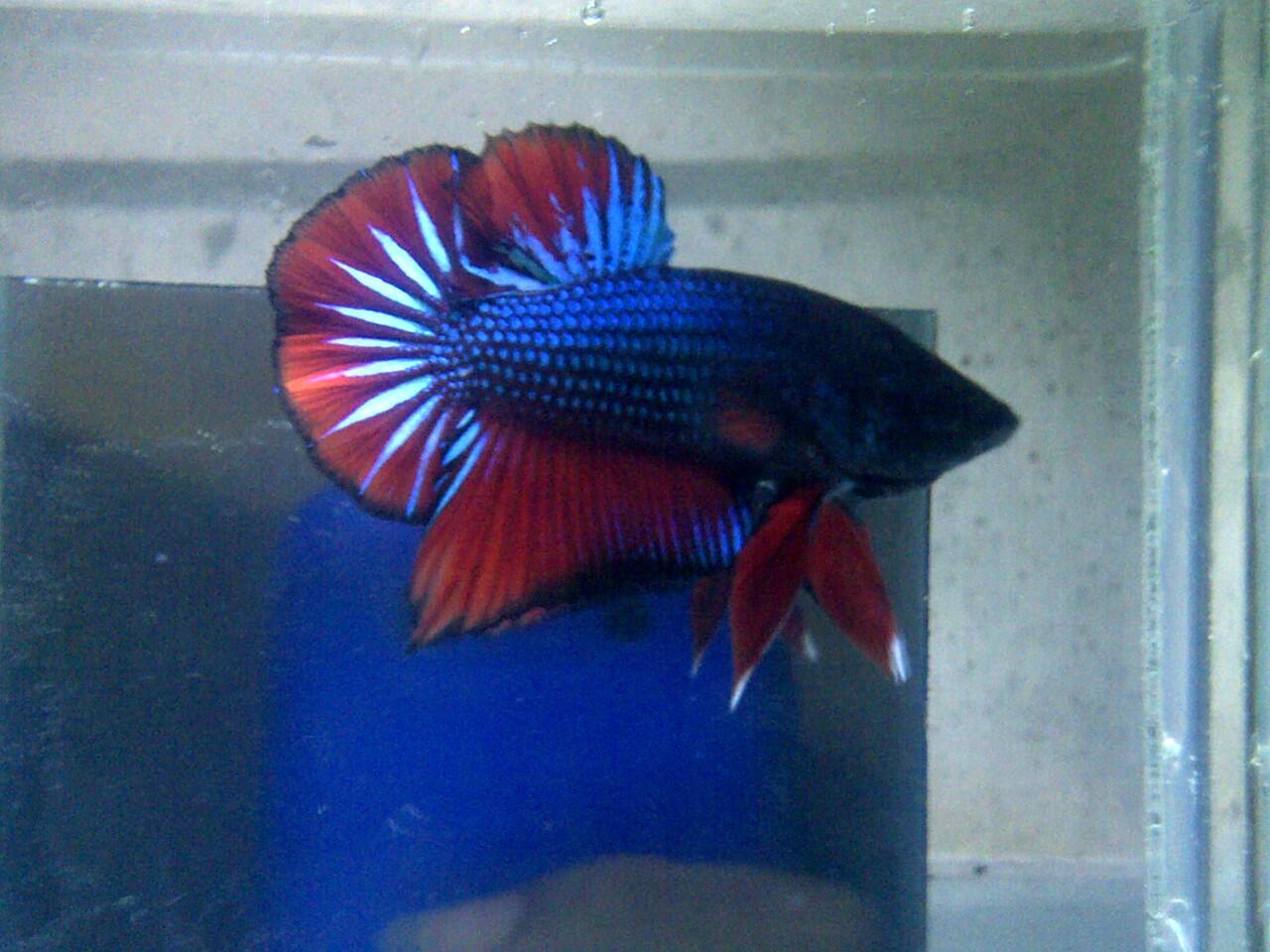 JUAL CUPANG PLAKAT DAN HALFMOON KOLEKSI SENDIRI