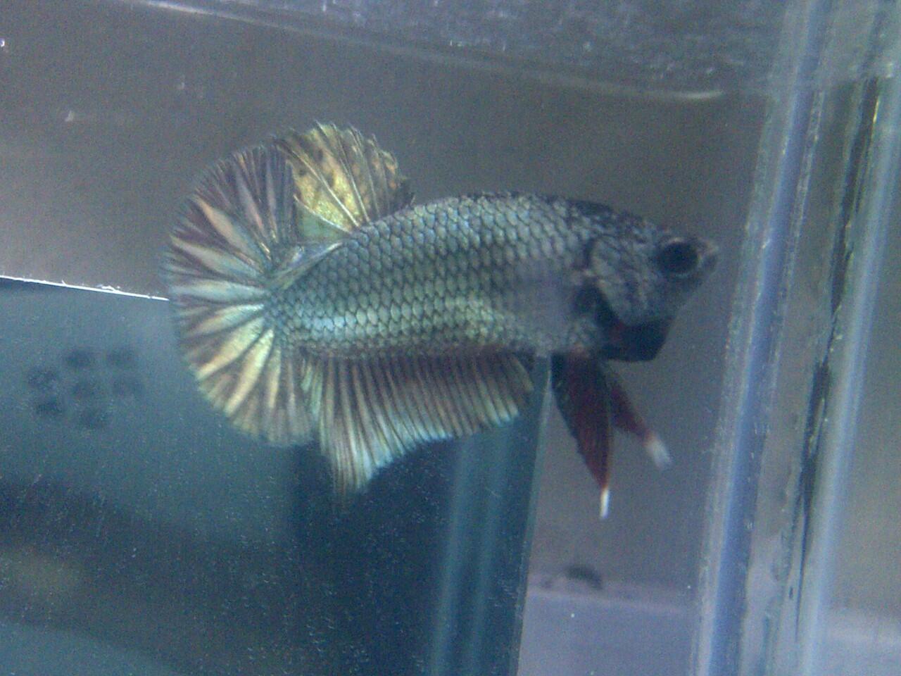 JUAL CUPANG PLAKAT DAN HALFMOON KOLEKSI SENDIRI