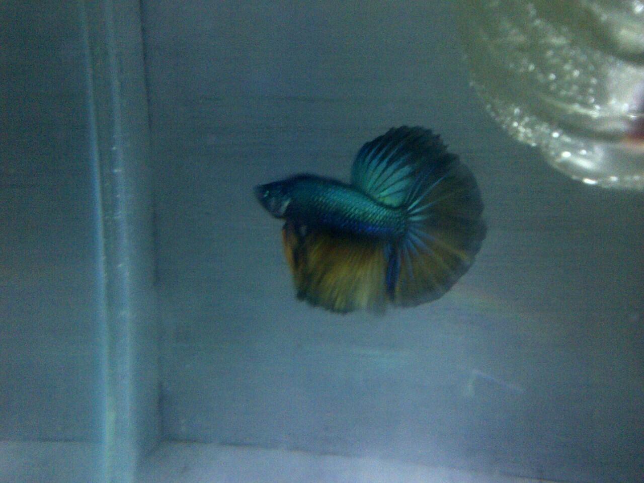 JUAL CUPANG PLAKAT DAN HALFMOON KOLEKSI SENDIRI