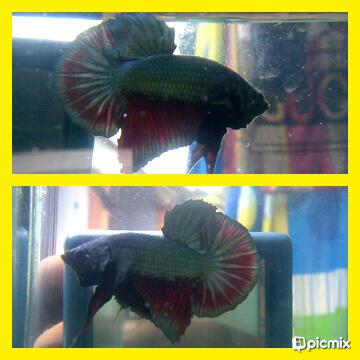 JUAL CUPANG PLAKAT DAN HALFMOON KOLEKSI SENDIRI