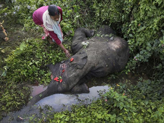 Gajah nabrak kereta, atau kereta nabrak gajah, From india &#91;PICT&#93;