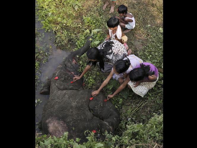 Gajah nabrak kereta, atau kereta nabrak gajah, From india &#91;PICT&#93;