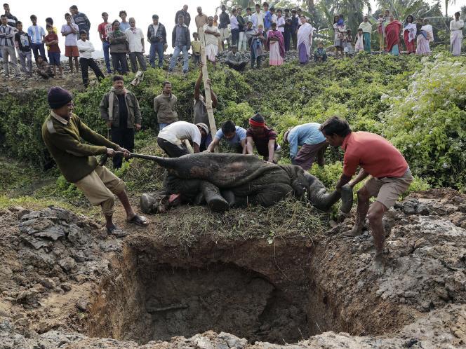 Gajah nabrak kereta, atau kereta nabrak gajah, From india &#91;PICT&#93;