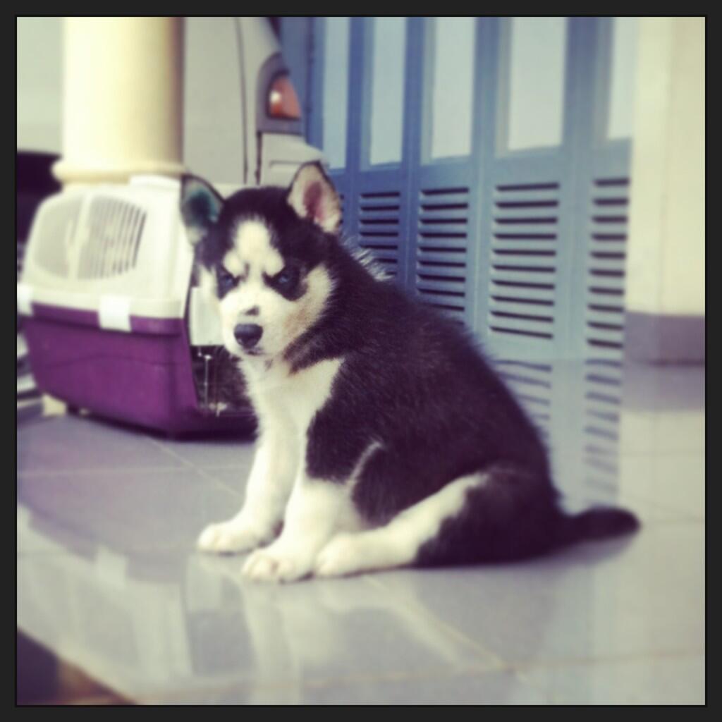 Jual anakan siberian husky litter A