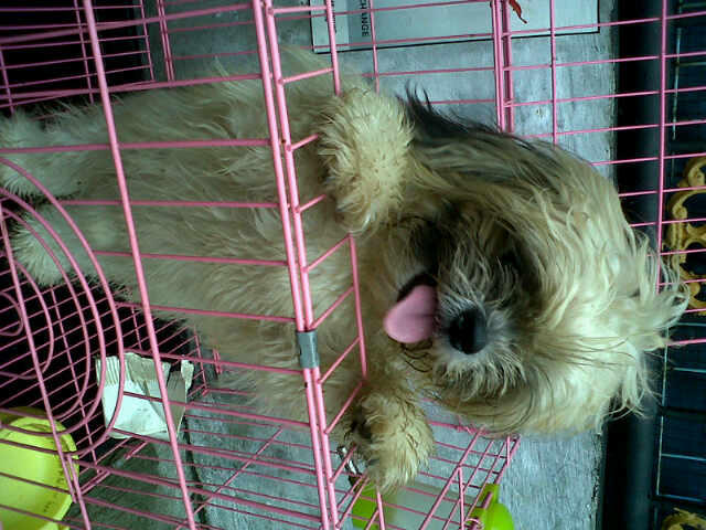Jual shitzu usia 5 bulan lucu dan imut jantan