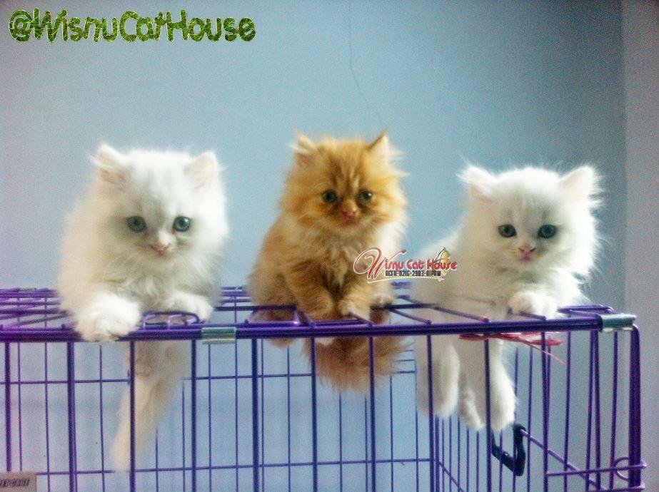 Jual Kitten Persia Medium Long Hair (2 White Solid dan 1 Red tabby)