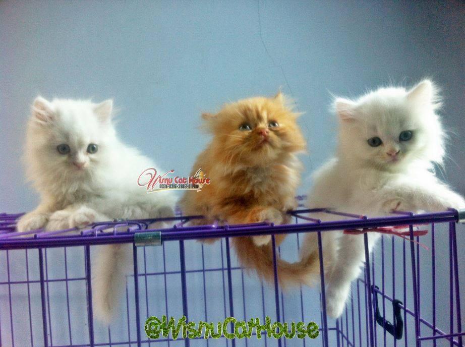 Jual Kitten Persia Medium Long Hair (2 White Solid dan 1 Red tabby)