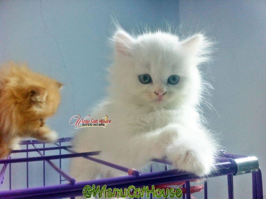 Jual Kitten Persia Medium Long Hair (2 White Solid dan 1 Red tabby)