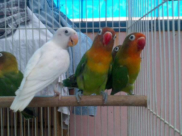 Lovebird IJO STD dan ALBINEM