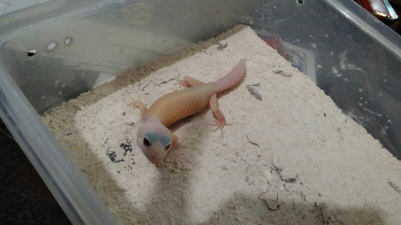 leopard gecko diablo blanco enigma