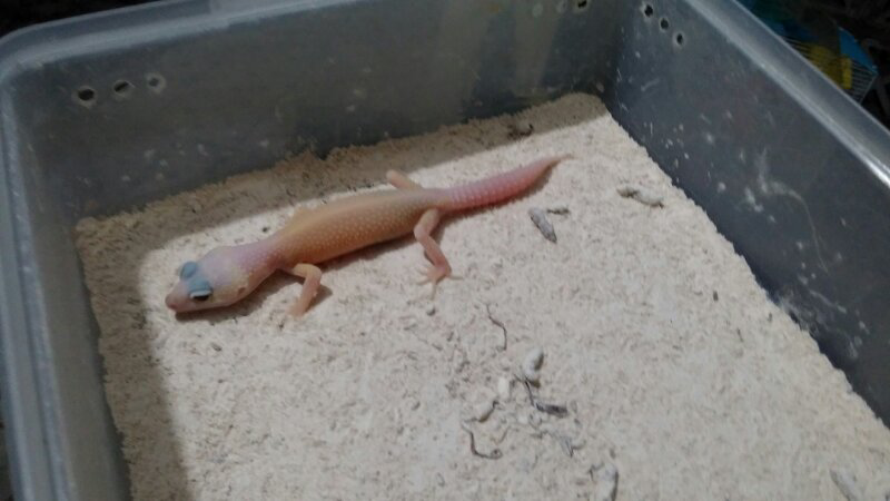 leopard gecko diablo blanco enigma