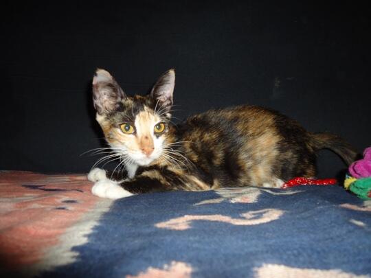 BUAT KITTEN LOVERS TOLONG ANE