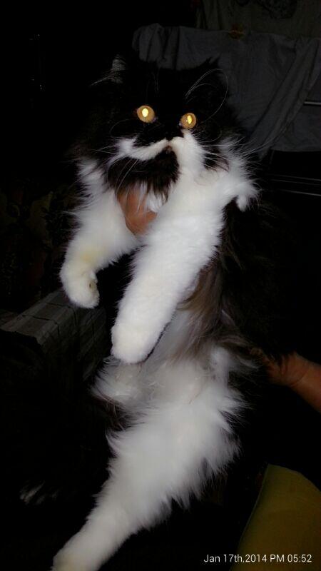Kucing Persia (Non-Ped) Bandung