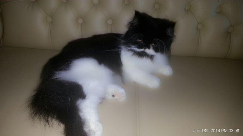 Kucing Persia (Non-Ped) Bandung