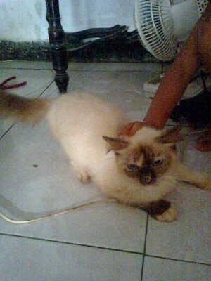 Kucing Anggora Persia Himalaya female 15bln Proven 2X Murah