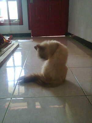 Kucing Anggora Persia Himalaya female 15bln Proven 2X Murah