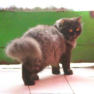 KUCING PERSIA PEAKNOSE BETINA INDUK'AN MURAH BIRAHI CILEDUG