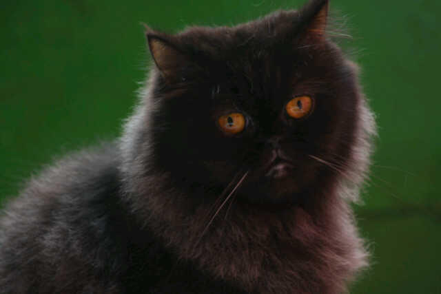 KUCING PERSIA PEAKNOSE BETINA INDUK'AN MURAH BIRAHI CILEDUG