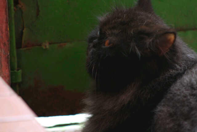 KUCING PERSIA PEAKNOSE BETINA INDUK'AN MURAH BIRAHI CILEDUG