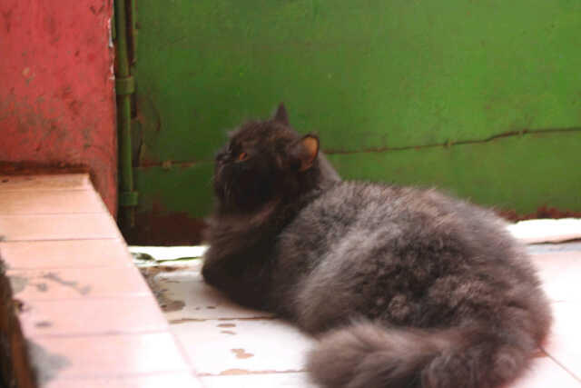 KUCING PERSIA PEAKNOSE BETINA INDUK'AN MURAH BIRAHI CILEDUG