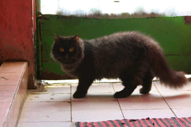 KUCING PERSIA PEAKNOSE BETINA INDUK'AN MURAH BIRAHI CILEDUG