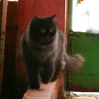 KUCING PERSIA PEAKNOSE BETINA INDUK'AN MURAH BIRAHI CILEDUG