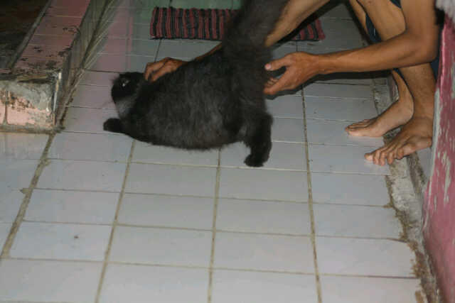 KUCING PERSIA PEAKNOSE BETINA INDUK'AN MURAH BIRAHI CILEDUG
