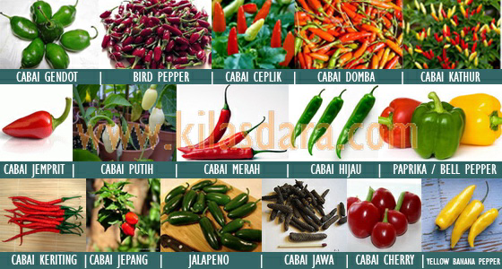 jenis2 cabe2an (BB++)