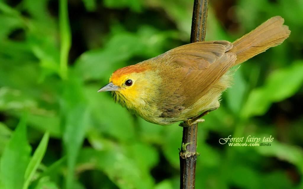 Koleksi burung-burung cantik gan.. (Burung bisa terbang beneran lho ) No BB