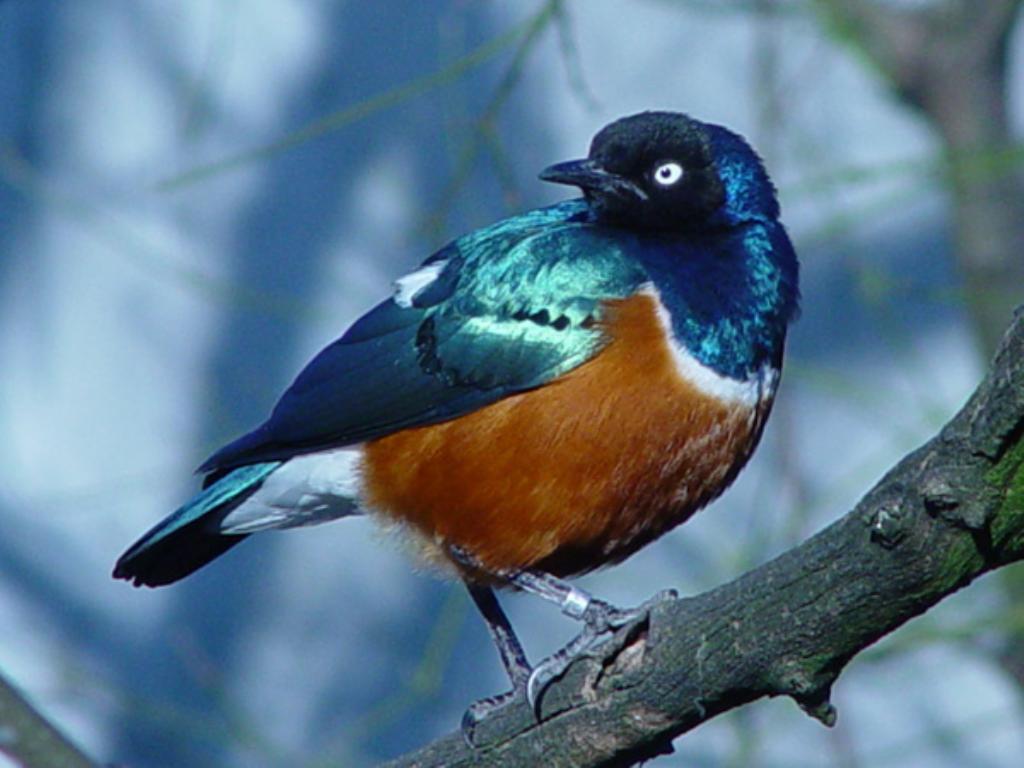 Koleksi burung-burung cantik gan.. (Burung bisa terbang beneran lho ) No BB