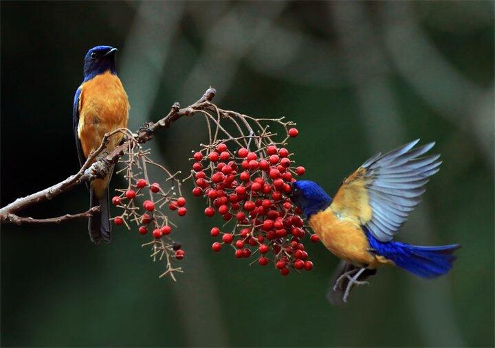 Koleksi burung-burung cantik gan.. (Burung bisa terbang beneran lho ) No BB