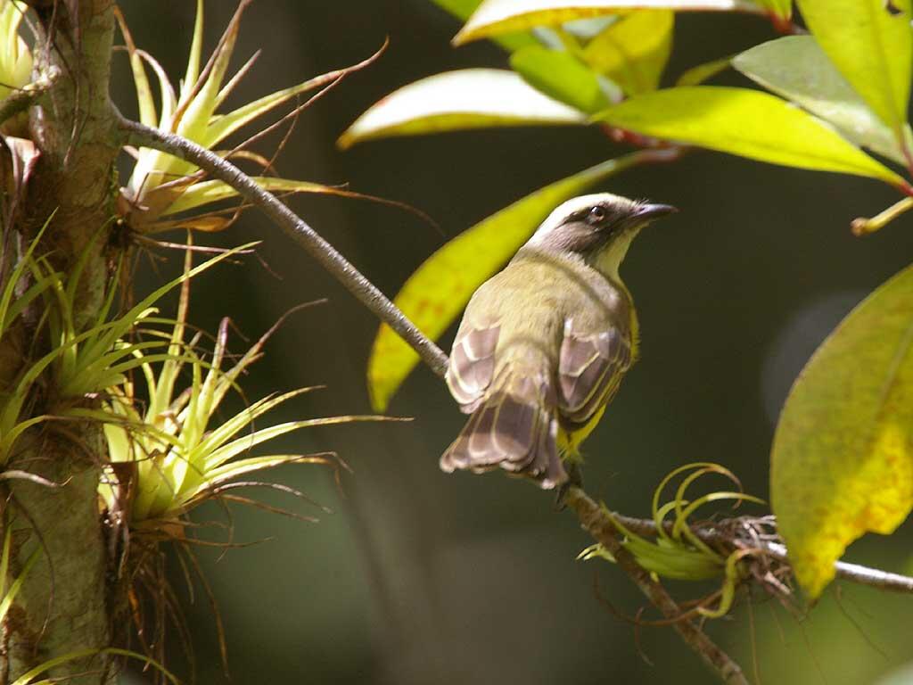 Koleksi burung-burung cantik gan.. (Burung bisa terbang beneran lho ) No BB