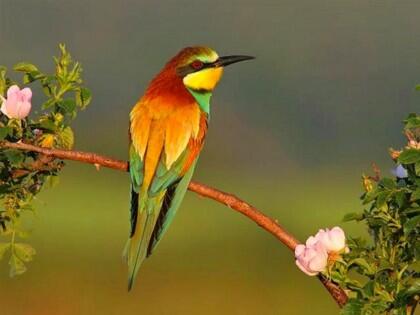 Koleksi burung-burung cantik gan.. (Burung bisa terbang beneran lho ) No BB