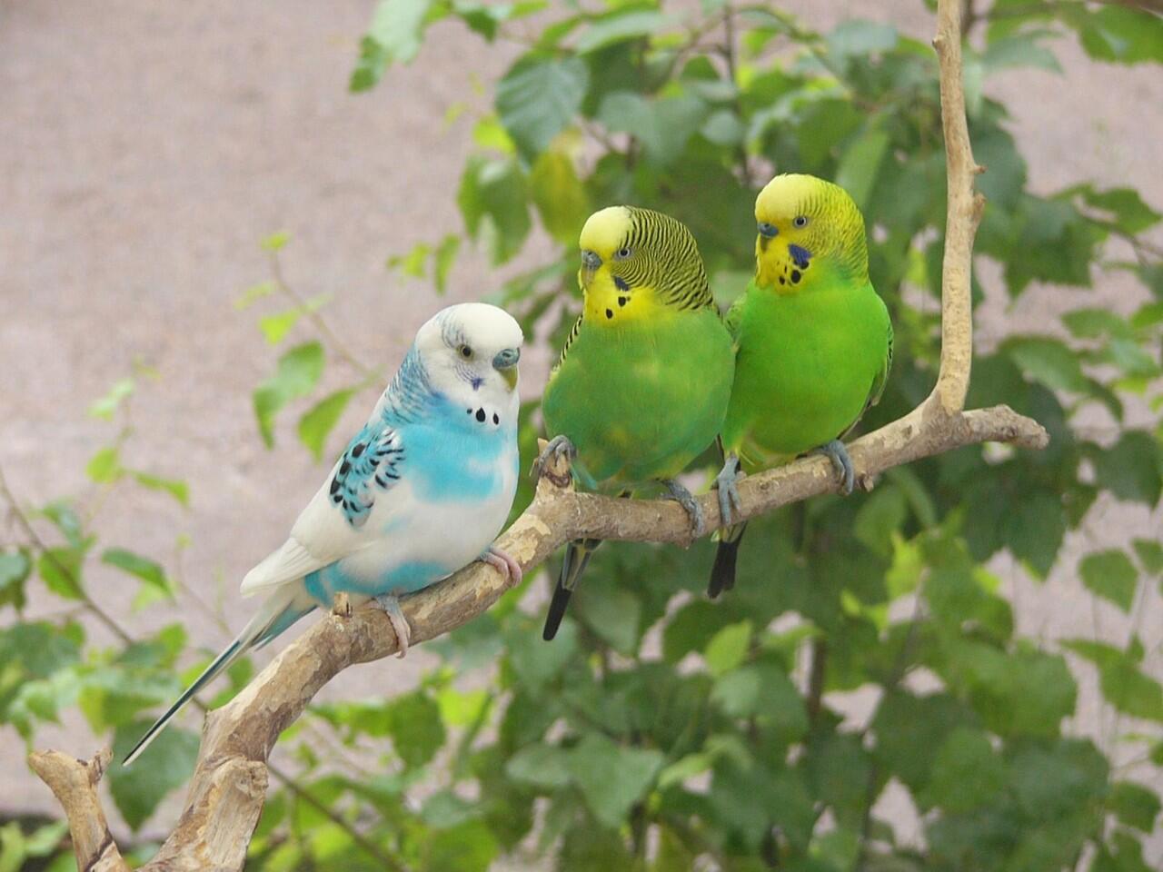 Koleksi burung-burung cantik gan.. (Burung bisa terbang beneran lho ) No BB