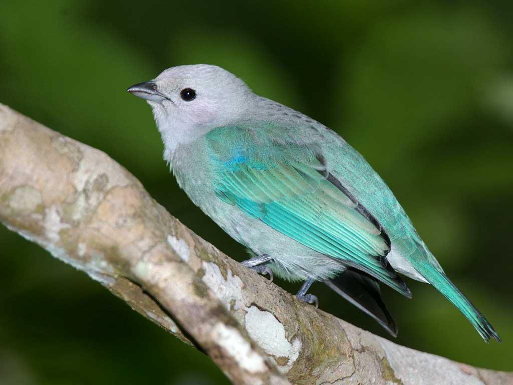 Koleksi burung-burung cantik gan.. (Burung bisa terbang beneran lho ) No BB