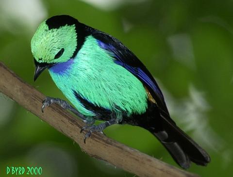 Koleksi burung-burung cantik gan.. (Burung bisa terbang beneran lho ) No BB