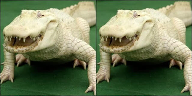 5 Hewan Albino Paling Unik Di Dunia